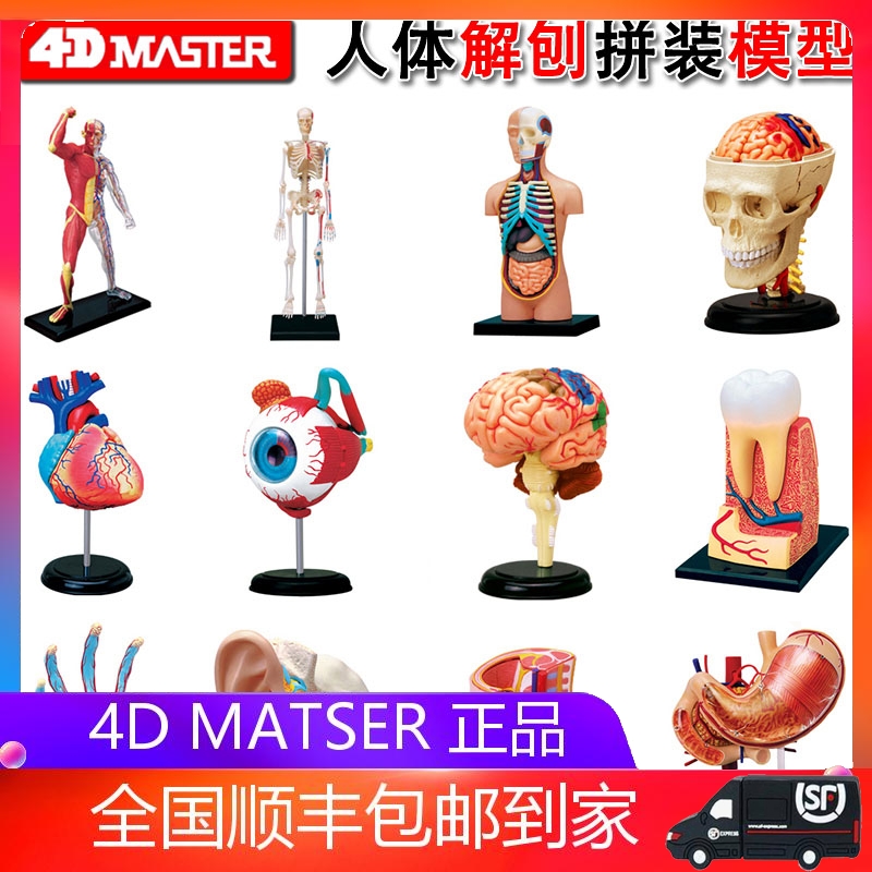 4D MASTER human organ anatomical model brain visceral musculoskeletal medical teaching DIY assembly toys