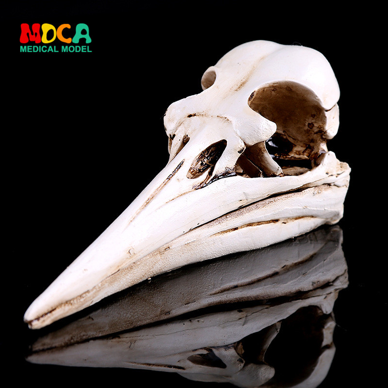 Dinosaur Bird Skull Resin Skulls Skull Head Resin Handicraft Home Pendulum animal skull study KLGT004