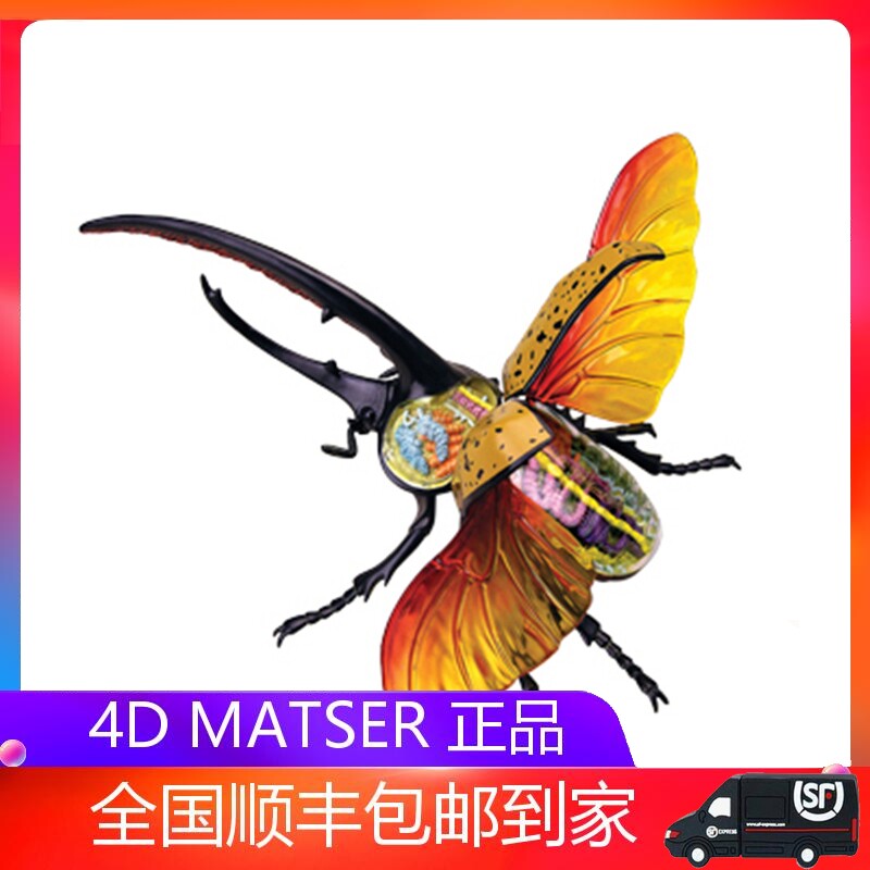 4D MASTER Puzzle Assembly Toy Simulation Animal Bio Vigorous Sera Beetle Organ Anatomical Model Medicine