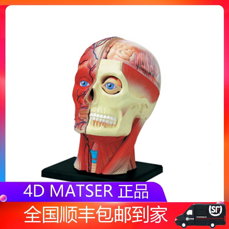 4D MASTER HUMAN BODY HEAD MUSCULAR NERVE ORGAN ANATOMICAL MODEL MEDICAL TEACHING DIY PUZZLE ASSEMBLY TOY