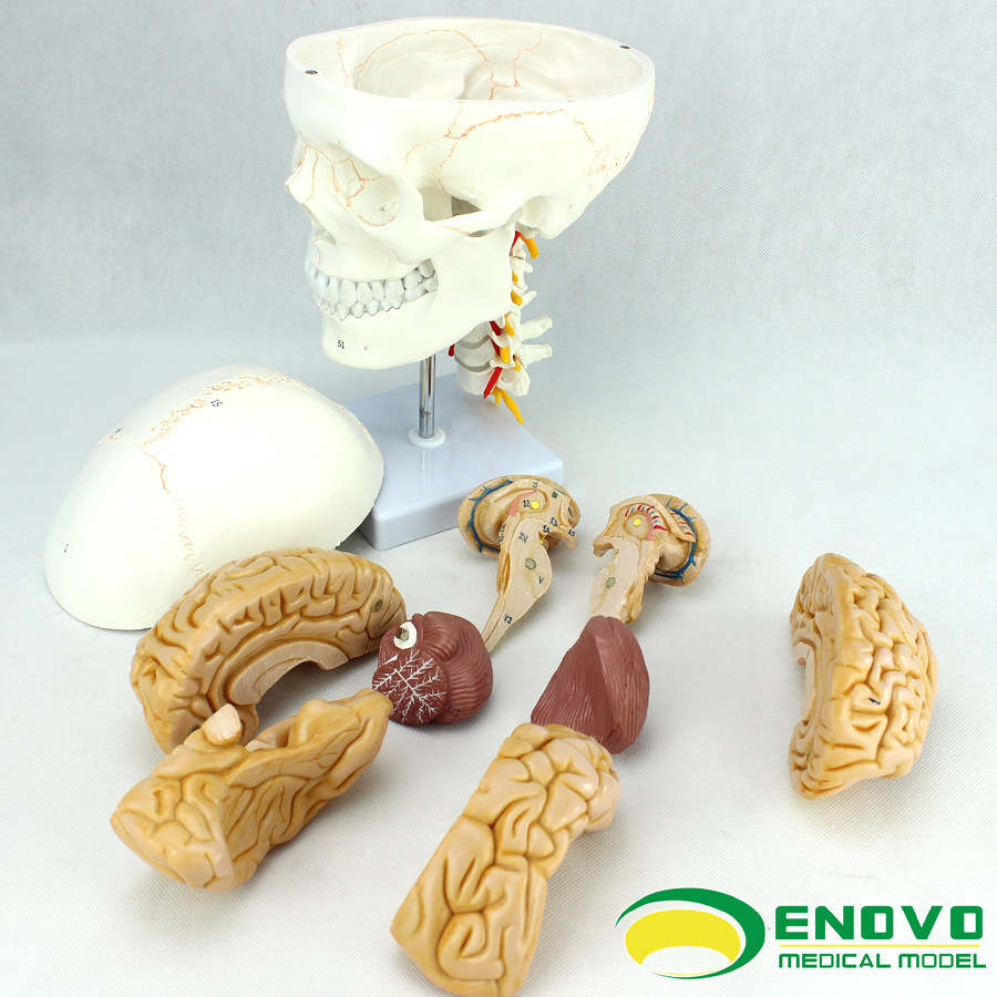 ENOVO Summer Medical Body Head skull model skull model 1: 1 Cranial Neurosurgery Anatomy