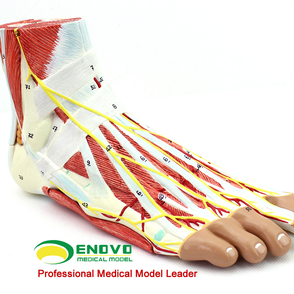 Human foot footboard bottom model ENOVO NANO JOINT MUSCLE NEUROVASCULAR LIGAMENT MODEL HAND FOOT SURGERY