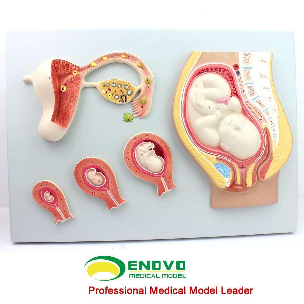 Model of the Embryo Tissue Model of ENOVO Fertilized Egg in Human Pregnancy Embryo Development Process