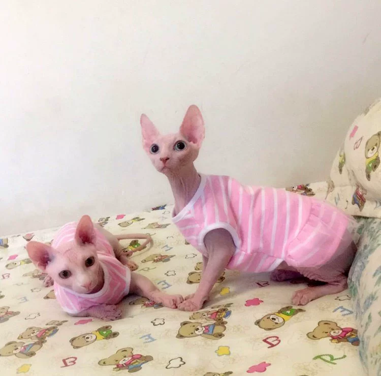 Pet mèo quần áo không lông mèo trang phục thú cưng Quần áo mèo Ba Tư mèo xanh mùa hè đầm mỏng - Quần áo & phụ kiện thú cưng