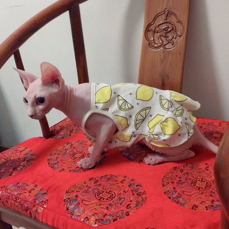 Pet mèo quần áo không lông mèo trang phục thú cưng Quần áo mèo Ba Tư mèo xanh mùa hè đầm mỏng - Quần áo & phụ kiện thú cưng quần áo cho chó poodle