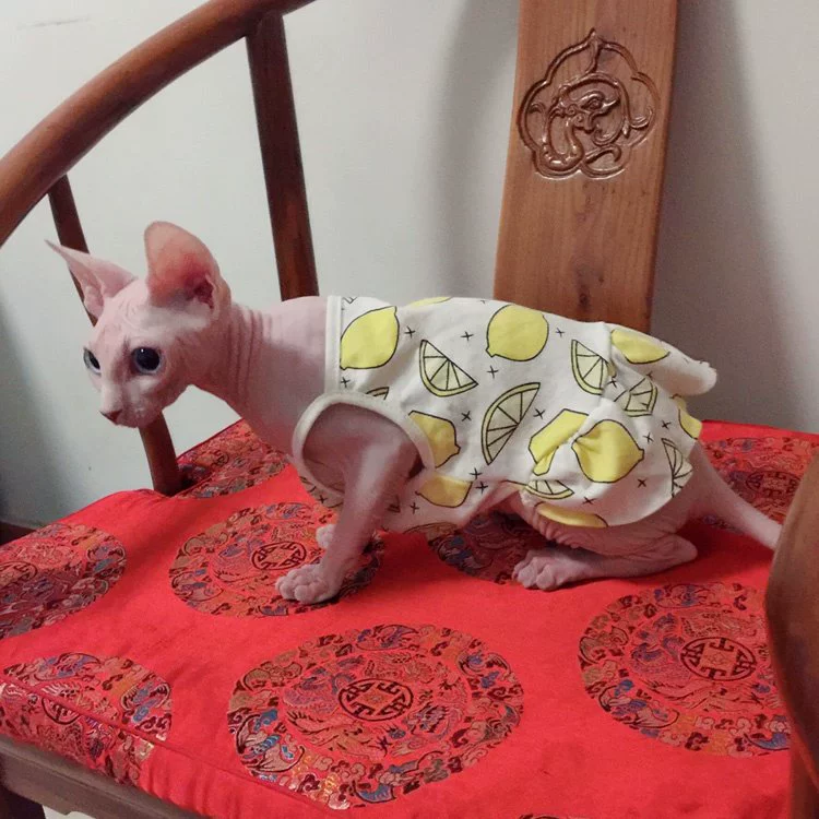 Pet mèo quần áo không lông mèo trang phục thú cưng Quần áo mèo Ba Tư mèo xanh mùa hè đầm mỏng - Quần áo & phụ kiện thú cưng quần áo cho chó