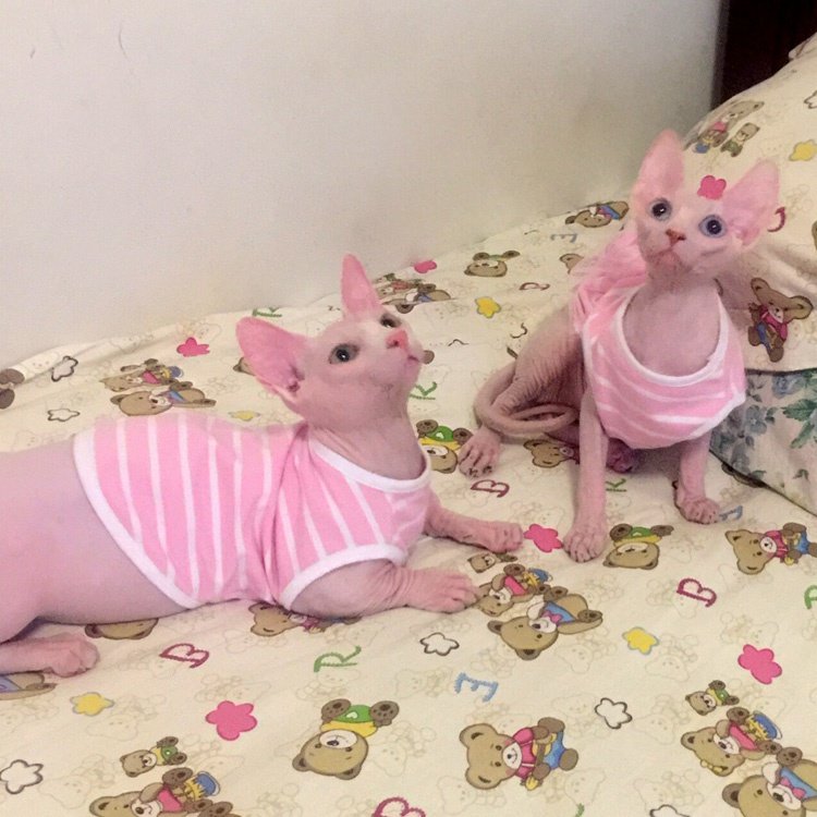 Pet mèo quần áo không lông mèo trang phục thú cưng Quần áo mèo Ba Tư mèo xanh mùa hè đầm mỏng - Quần áo & phụ kiện thú cưng quần áo cho chó poodle