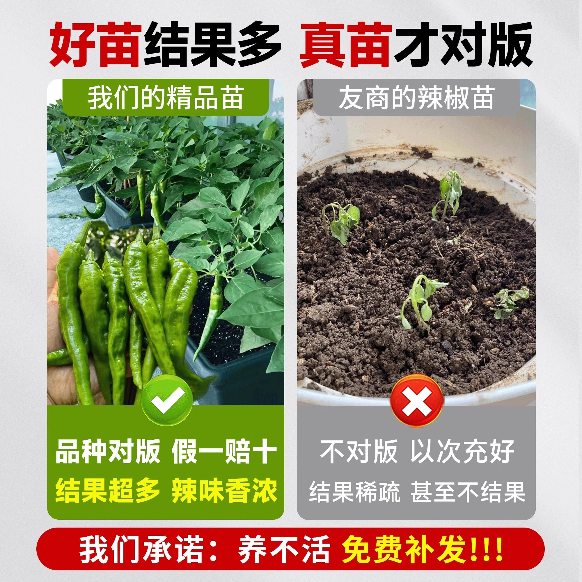 正宗樟树港辣椒苗：湖南岳阳樟树镇原产地湘阴特产，薄皮软皮辣椒秧的秘密！-蔬菜种子-淘宝百科网
