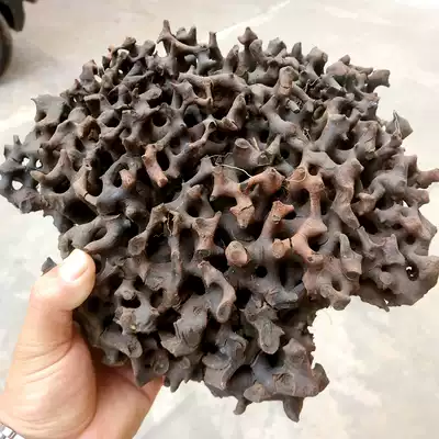 Myanmar ant nest primeval forest wild ant nest ant nest Black ant wooden corridor clothing quilt bag