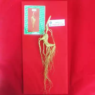 Zhongji treasure Changbai Mountain ginseng forest under the wild mountain ginseng belt identification certificate Non-moving mountain ginseng weight 20 grams