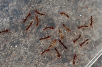 Ant love Graeff hook ant Anochetus graeffei live pet Ant Workshop gift