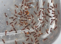 Tetramorium kheperra is a species of ant in the genus Tetramorium