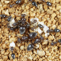 Technomyrmex pratensis is a species of ant in the genus Technomyrmex