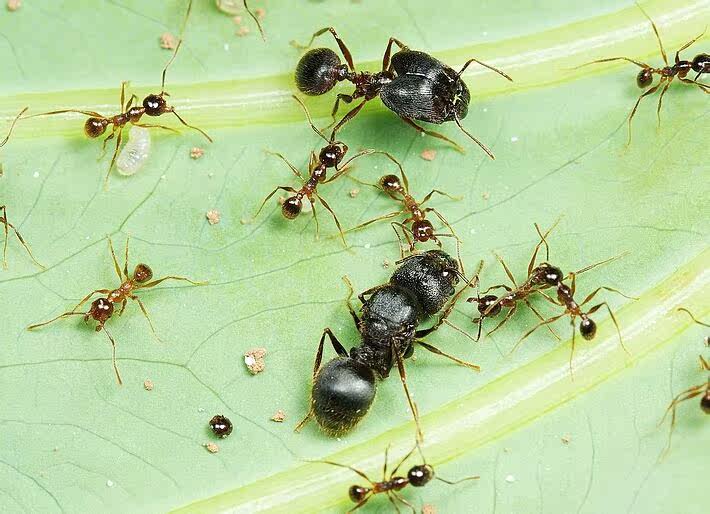Pheidole smythiesit pet ant live