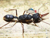 Ant Little Two Hunting Sickle Ants Harpegnathos Venator Ant Workshop Photography Living Pets