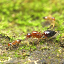 Tour the abdominal ant Crematogaster vagula pet ant alive