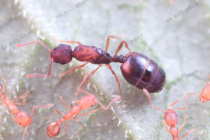 Ant Little Two Farage Old Little Family Ant Little Yellow Family Ant Monomorium Pharaonis Pet Ant Living