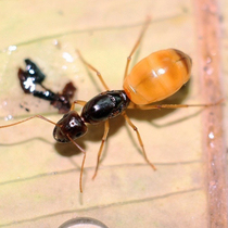 Ant love Black gold Turkish bow-backed ant Feis bow-backed ant live ant photography insect