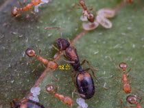 Monomorium pharaonis the little yellow house ant is a species of ant in the genus Monomorium