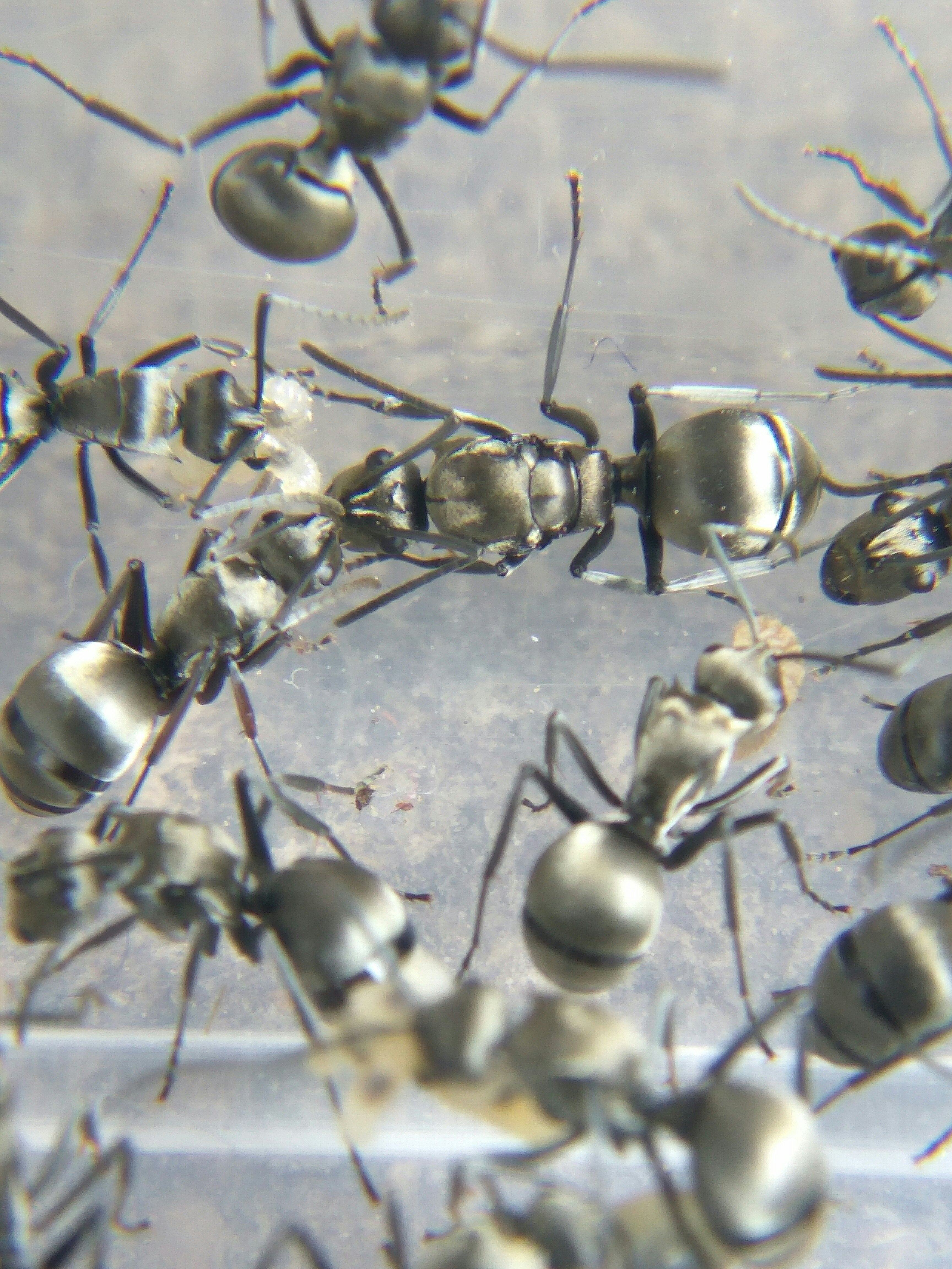 Side polyprophic antes Polyrhachis latona pet ants live