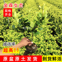 Jinsen Ligustrum lucidum seedlings courtyard villa greening project seedlings bright Ligustrum lucidum four seasons evergreen colorful leaves hedge with soil ball