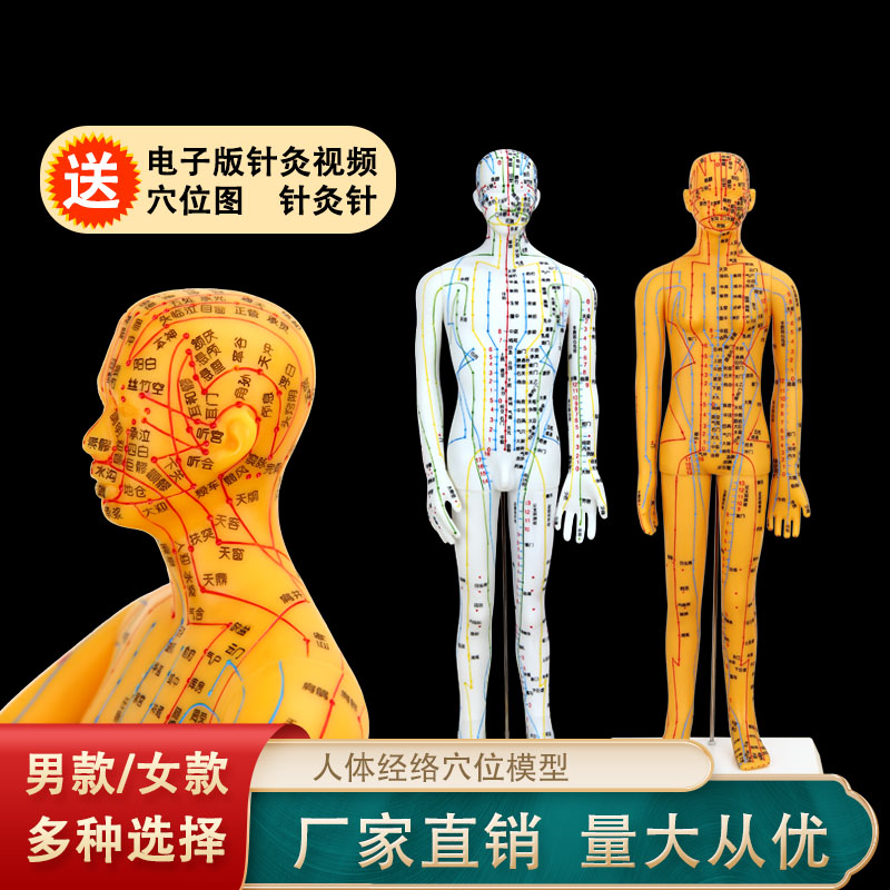 铜色/白色刻字人体模型穴位模型男模/女模型经络穴位模型送穴位图