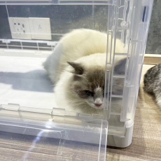 ПЭТ сушильный элемент 宠物猫咪烘干箱家用烘干机小型静音狗狗吹水机猫洗澡吹干吹毛神器 OTHER