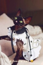 YH-light luxury Chic Princess fan point skirt tide summer thin Devon dress Sphinx hairless cat dress