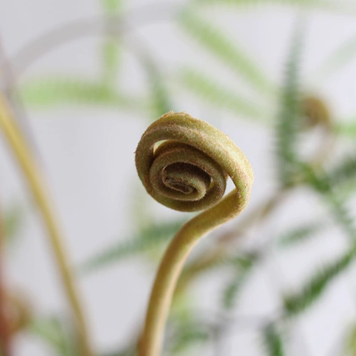 Мори зеленое симуляция манго глубокие горные растения папоротник листья листовые ботанический ландшафт цветочный балкон