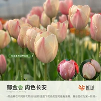 PATTY PORK Чанган 5 шаров (5 градусов мяча в длину 12+)