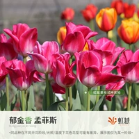 Мемфис 5 голов (5 градусов по мячу неделю длиной 12+)