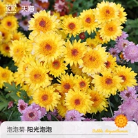 Пузырьковый хризантема-суннский пузырь 150#