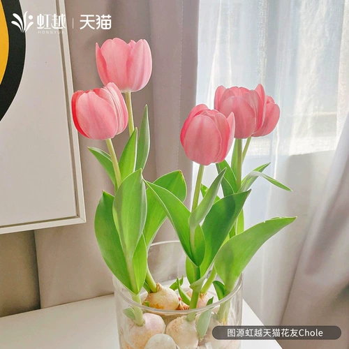 Импортированный виды тюльпан шарик 5 градусов шарики тяжелые лепестки одно лепестки.