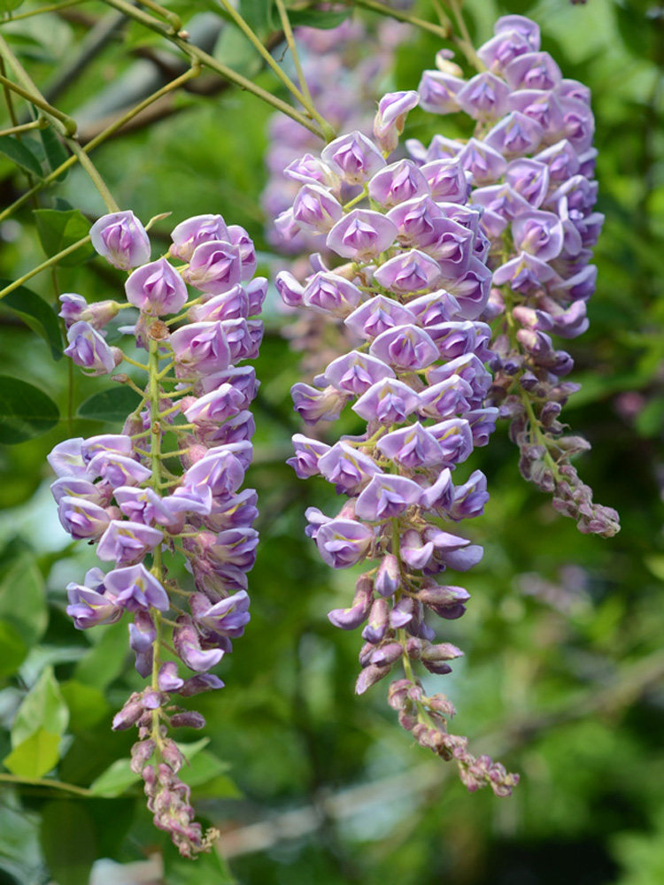 (Hong Yue) multi-flower purple vine potted courtyard climbing vine flowers flower-viewing plants