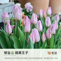 Candy Prince 5 Ball (5 градусов Ball Week Long 12+)