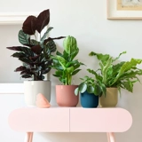 Elho Self -Absorbing Flower Pot в европейском стиле простой ленивый настольный цветочный цветок зеленый пластиковый цилиндрический столб