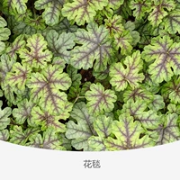 Квасцы корень золота Zebra 120#