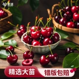 虹越 Большие саженцы вишни. Плодовые деревья вишни в горшках и саженцы фруктовых деревьев посажены на севере и юге облачно-красными четырехсезонными балконными персиками.