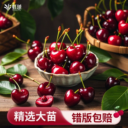 虹越 Большие саженцы вишни. Плодовые деревья вишни в горшках и саженцы фруктовых деревьев посажены на севере и юге облачно-красными четырехсезонными балконными персиками.