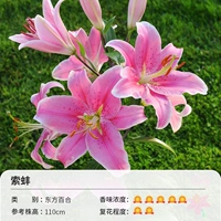 Восточная лилия Corobe (16-18 см) 3 шарики