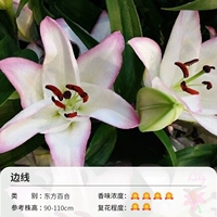 Восточная лилия фронтала (16-18 см) 3 шарики