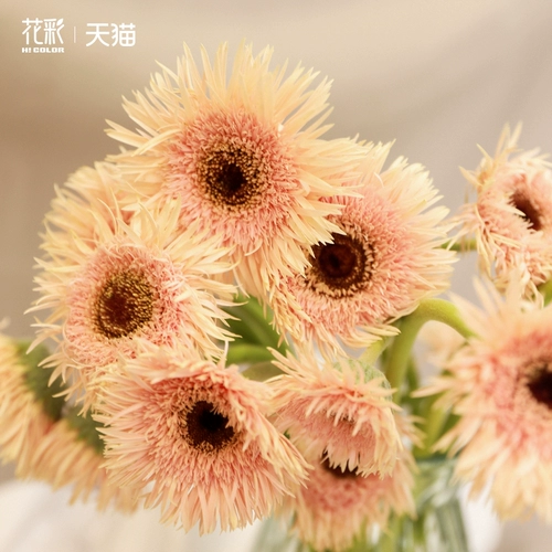 Цветочные цветочные высококачественные саженцы Гербера горлочные растительные растения.