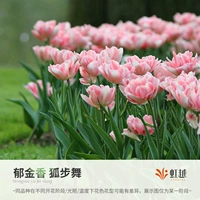 Fox Step Dance 5 Balls (5 градусов Ball Week Long 11/12)