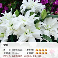 Тяжелая восточная восточная лилия Эша (19-21 см) 3 гола