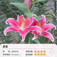 ГОРОДКИ ДОНГБАЙДЖУИ LI (16-18 см) 3 гола