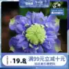 Wire Lotus seedling double flower Hongyue Garden balcony flower River Blue light Emperor climbing climbing vine plant