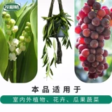 Празднование цветов Hongyue Dilute Speed ​​Speed ​​-эффективная линия растительного питания цветочные продукты цветочные удобрения 480 мл