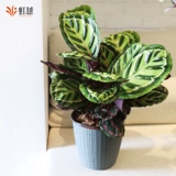 Зеленое красочное красивое зеленое яблоко Радуга Павлин Аррорут Горшечные растения Гостиная Зеленые растения Крытый балкон Офис Горшечные растения