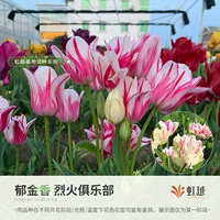 Natural Ball Fire Club 5 голов (длина периметра 12+)