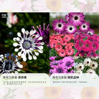 【2 горшки】 Южноафриканский каленголд Kiwi + случайный сорт 12 см простые горшки